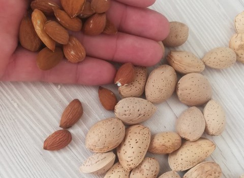 تصویر 1 از بادام درختی فرانیس + قیمت به صرفه و ارزان